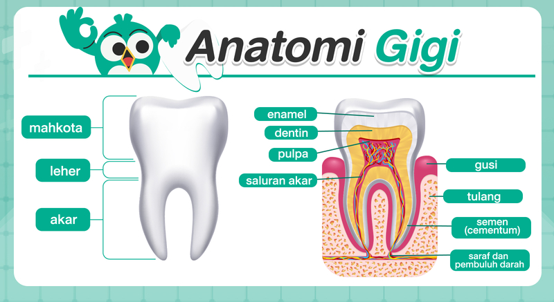 anatomi gigi