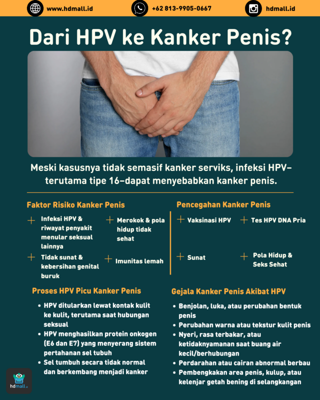 Infografis Kanker Penis Akibat HPV Infografis Kanker Penis Akibat HPV